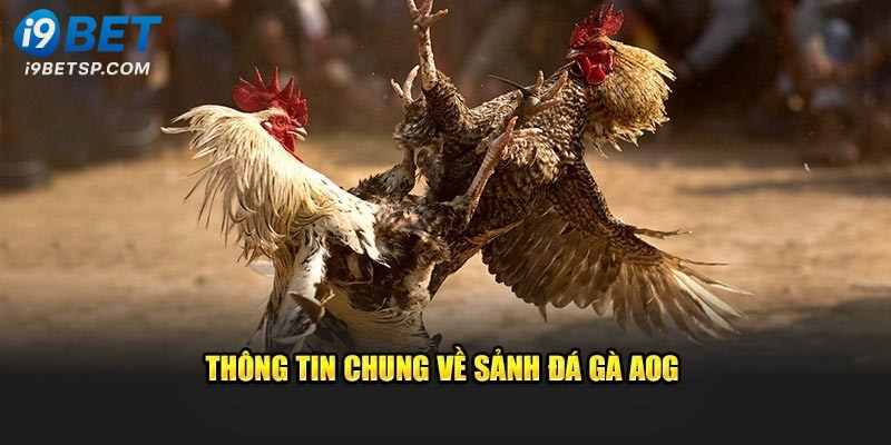 AOG đá gà - Sức hấp dẫn từ nền tảng cá cược hàng đầu