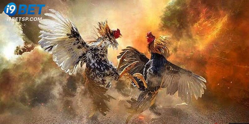 Giới thiệu sảnh WS168 đá gà I9bet
