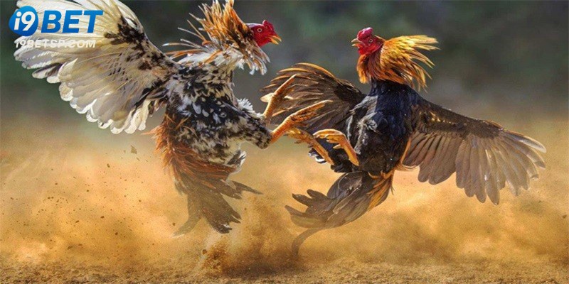 Sức hút của sảnh đá gà tại nhà cái
