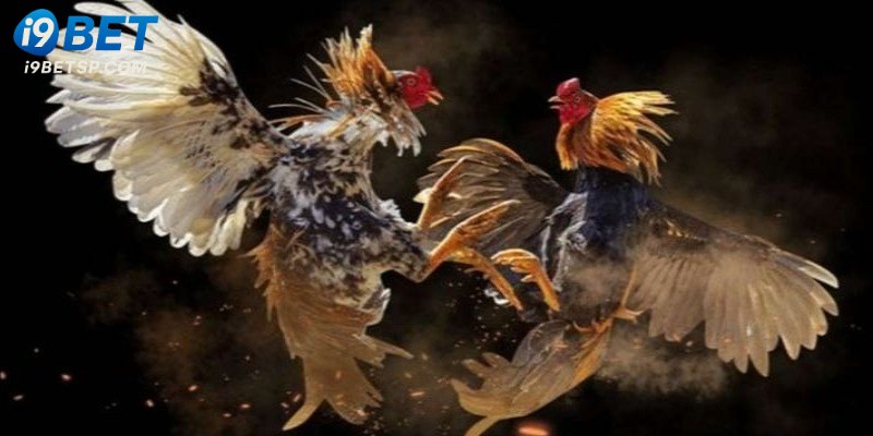 Tìm hiểu hình thức đá gà cựa dao